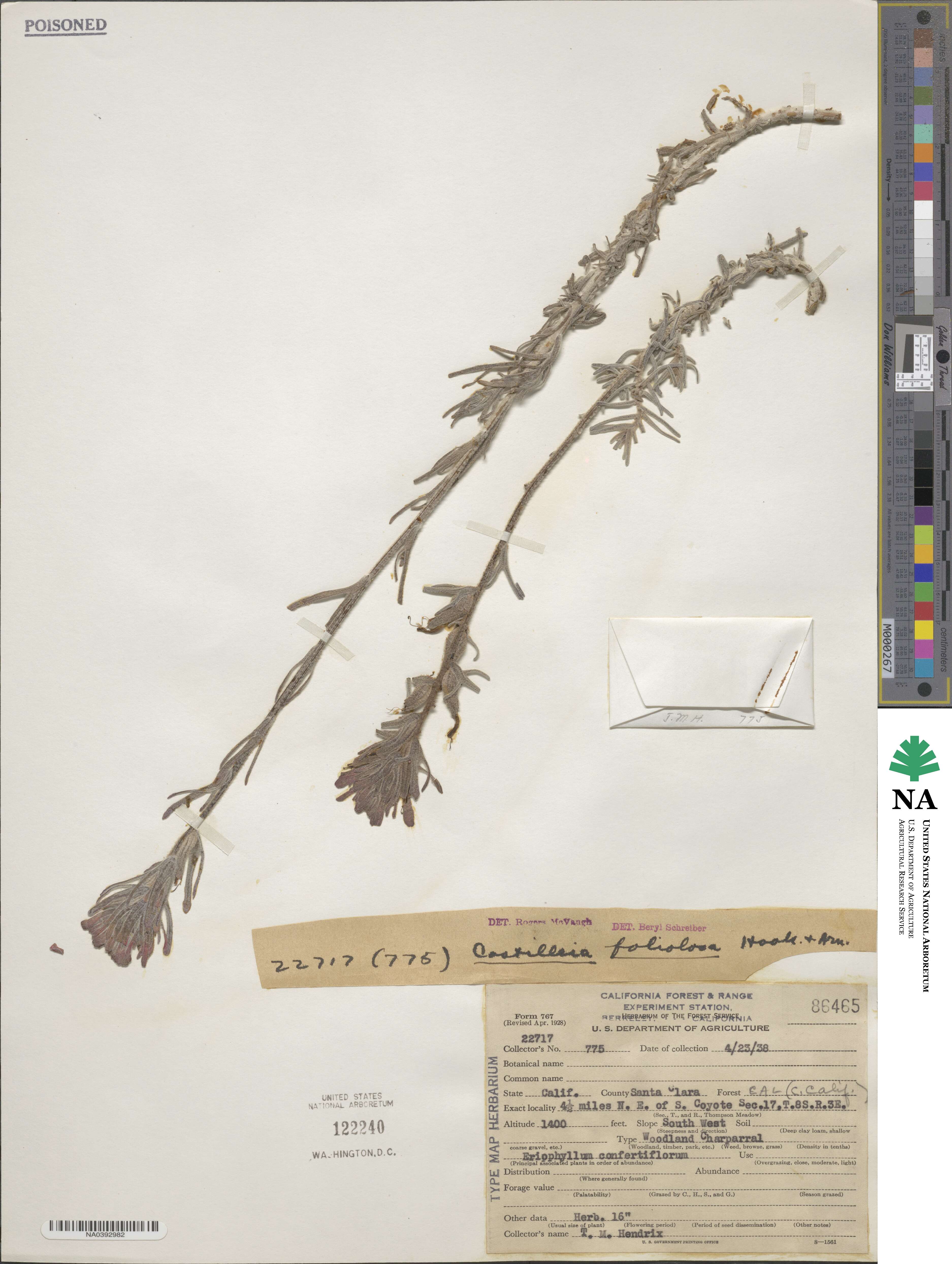 Castilleja foliolosa image