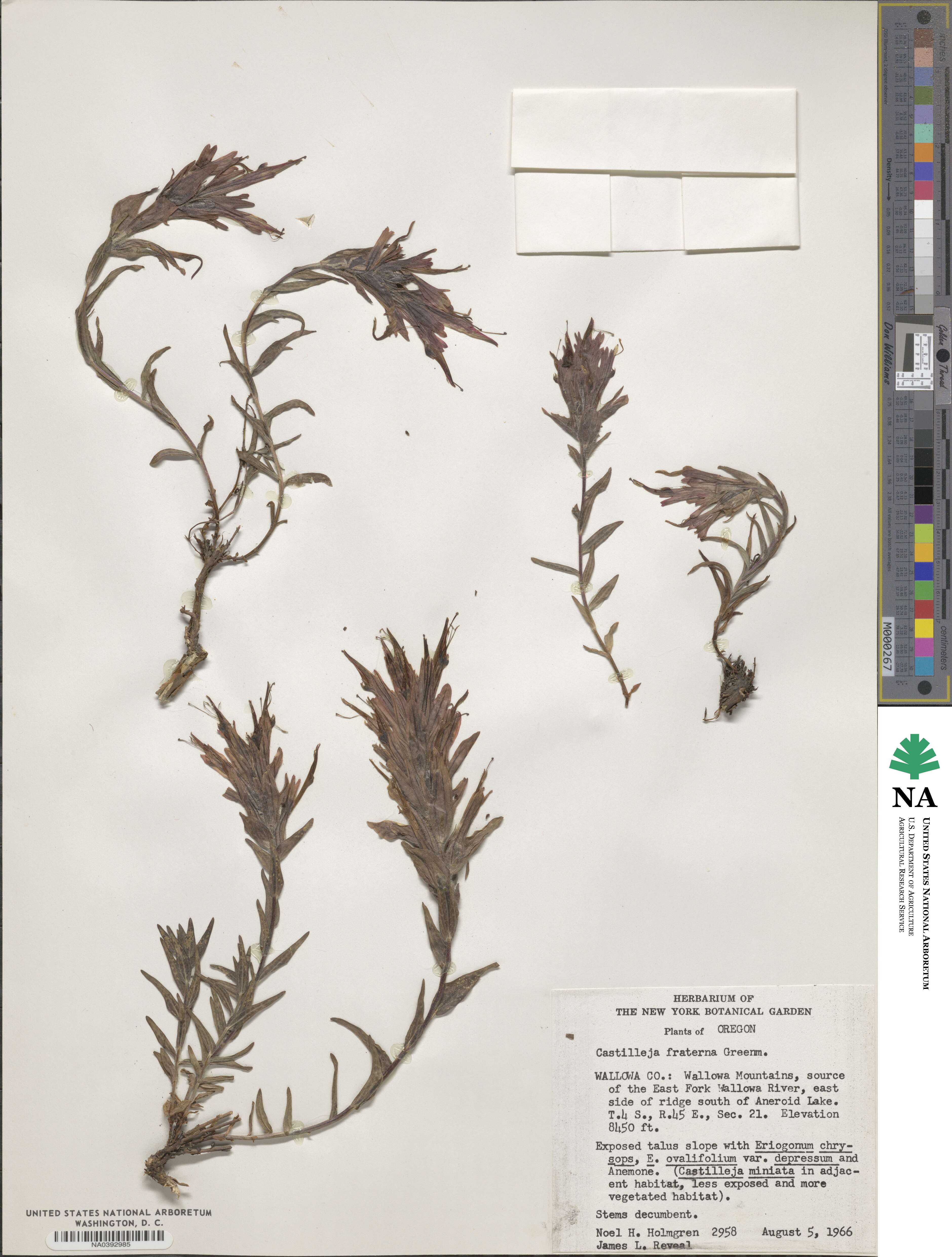 Castilleja fraterna image
