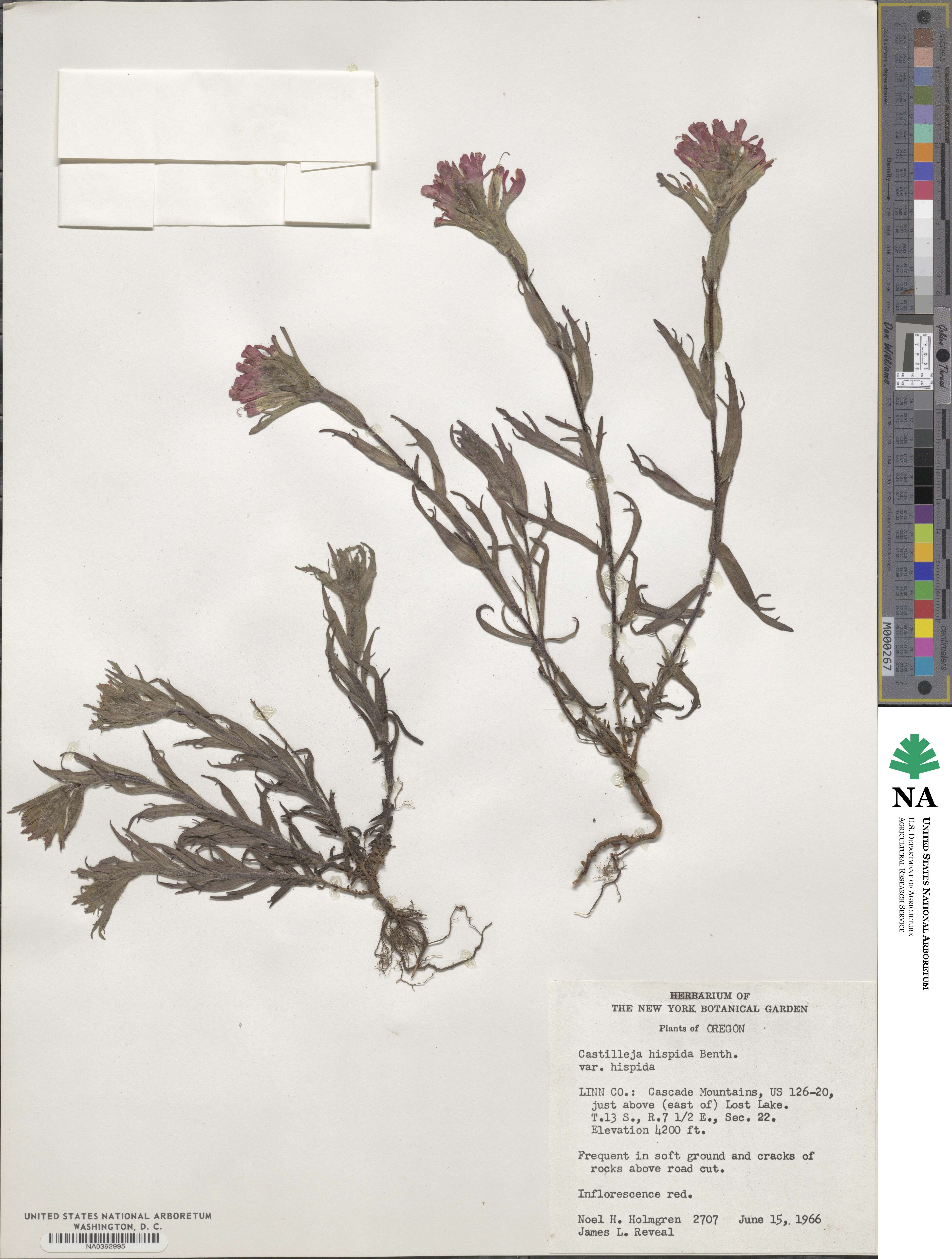 Castilleja hispida image