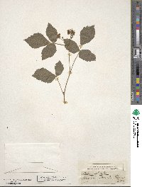 Rubus fruticosus image