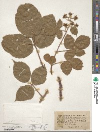 Rubus fruticosus image