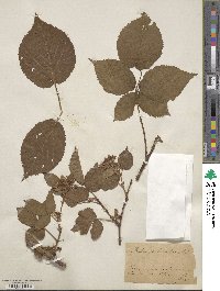 Rubus fruticosus image