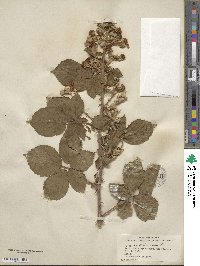 Rubus fruticosus image