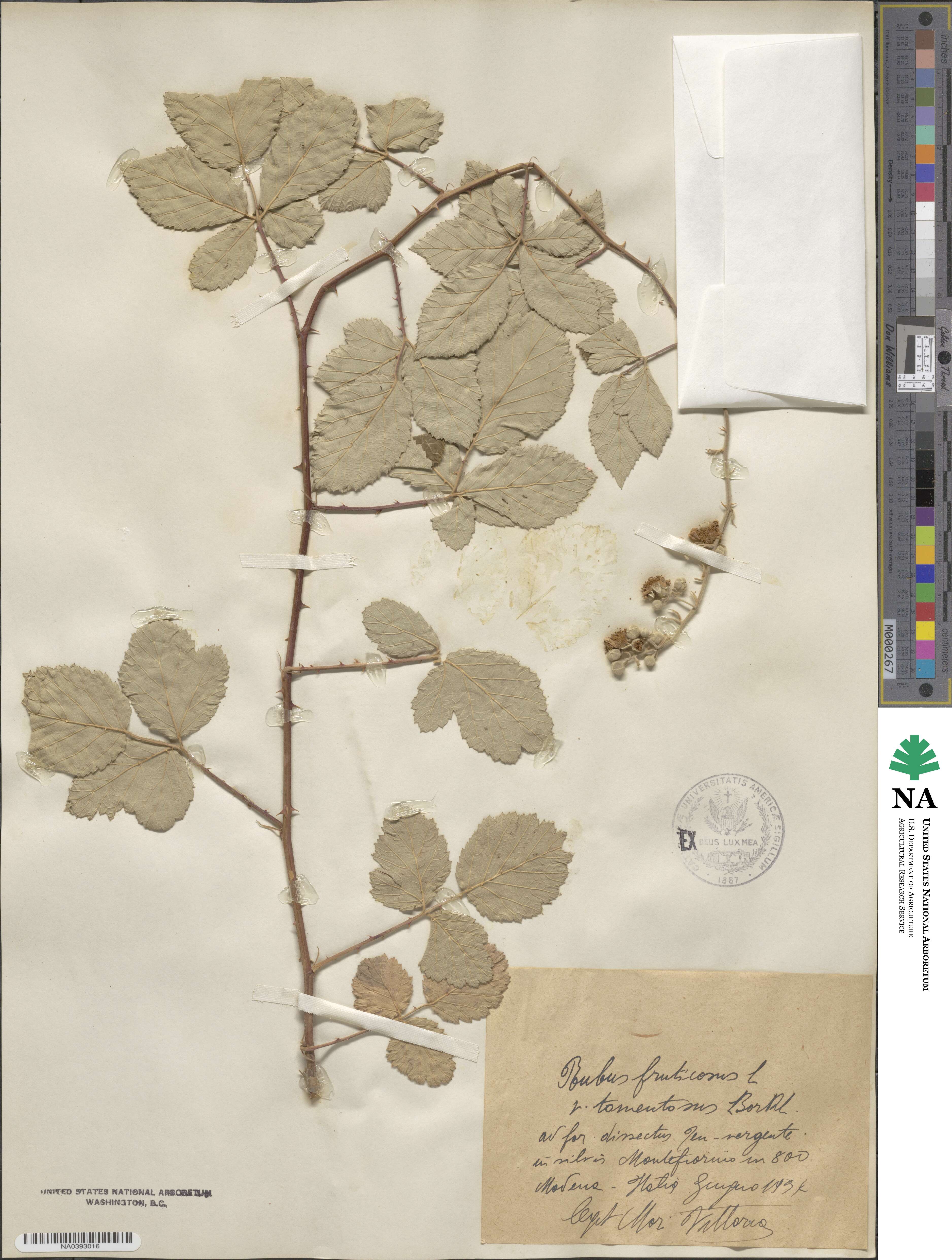 Rubus fruticosus image