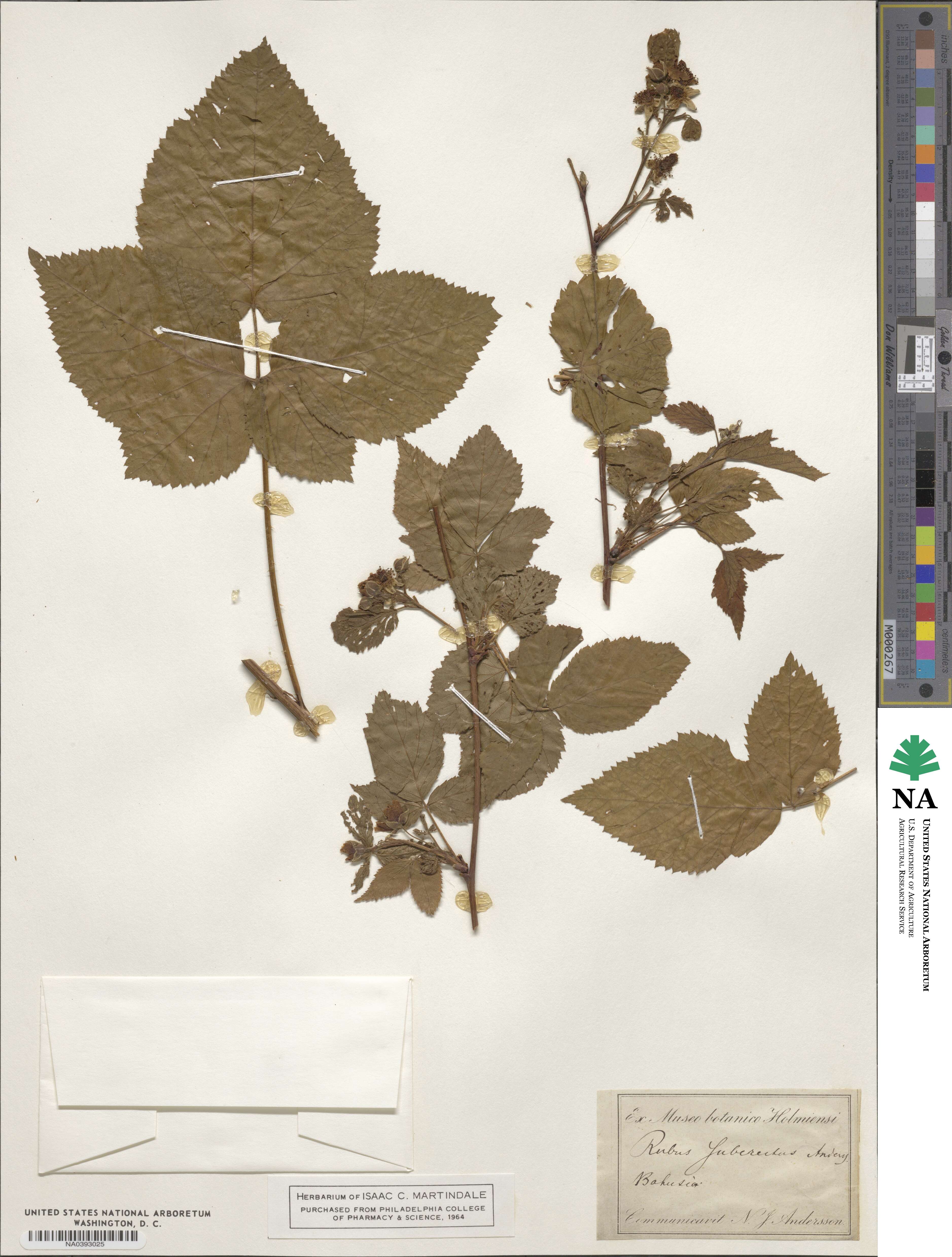 Rubus suberectus image