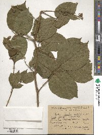 Rubus hirtus image