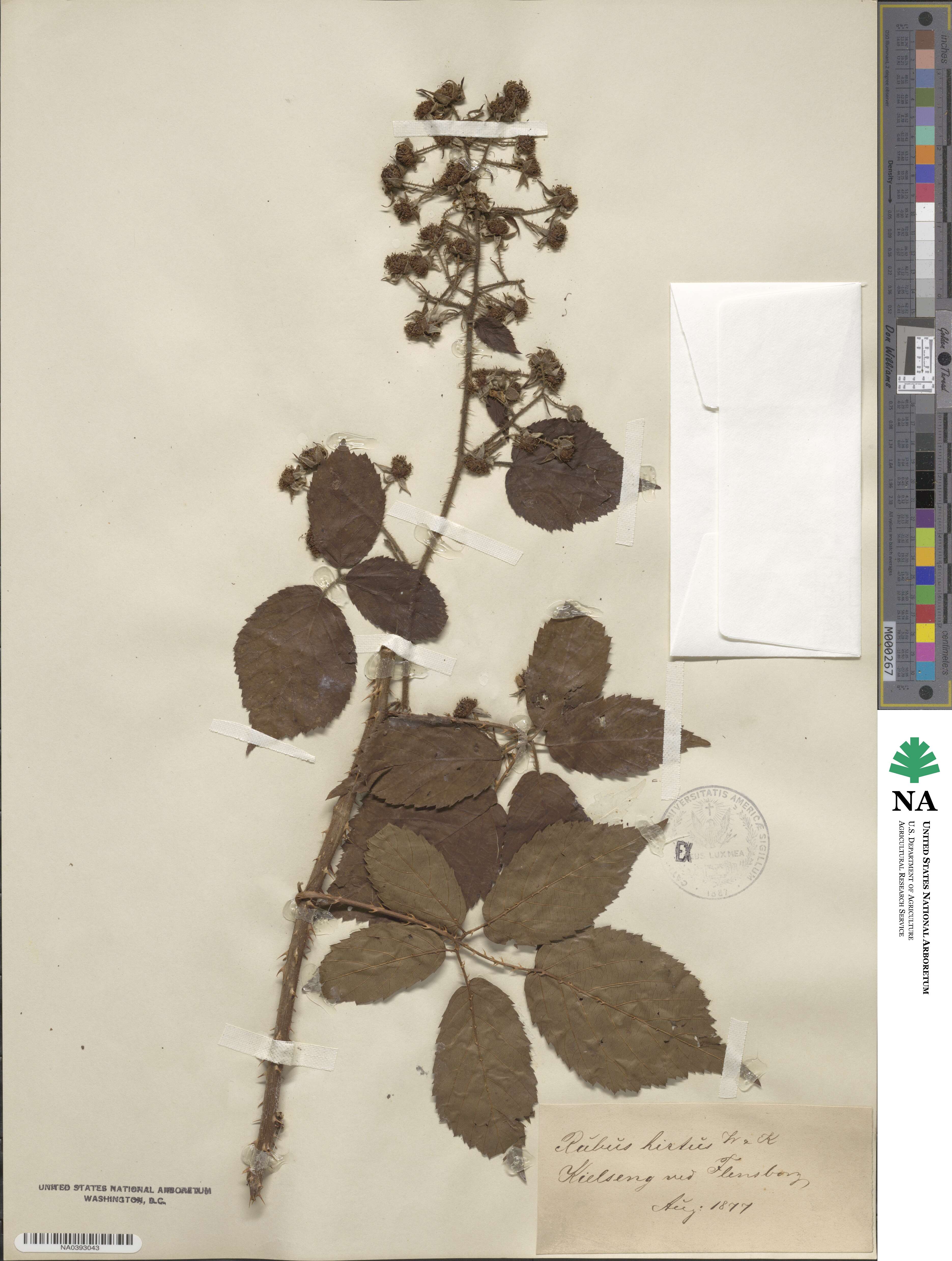 Rubus hirtus image