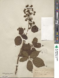 Rubus hirtus image