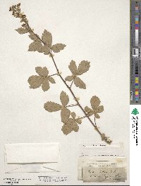 Rubus hirtus image