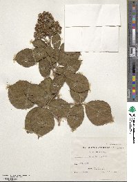 Rubus hirtus image