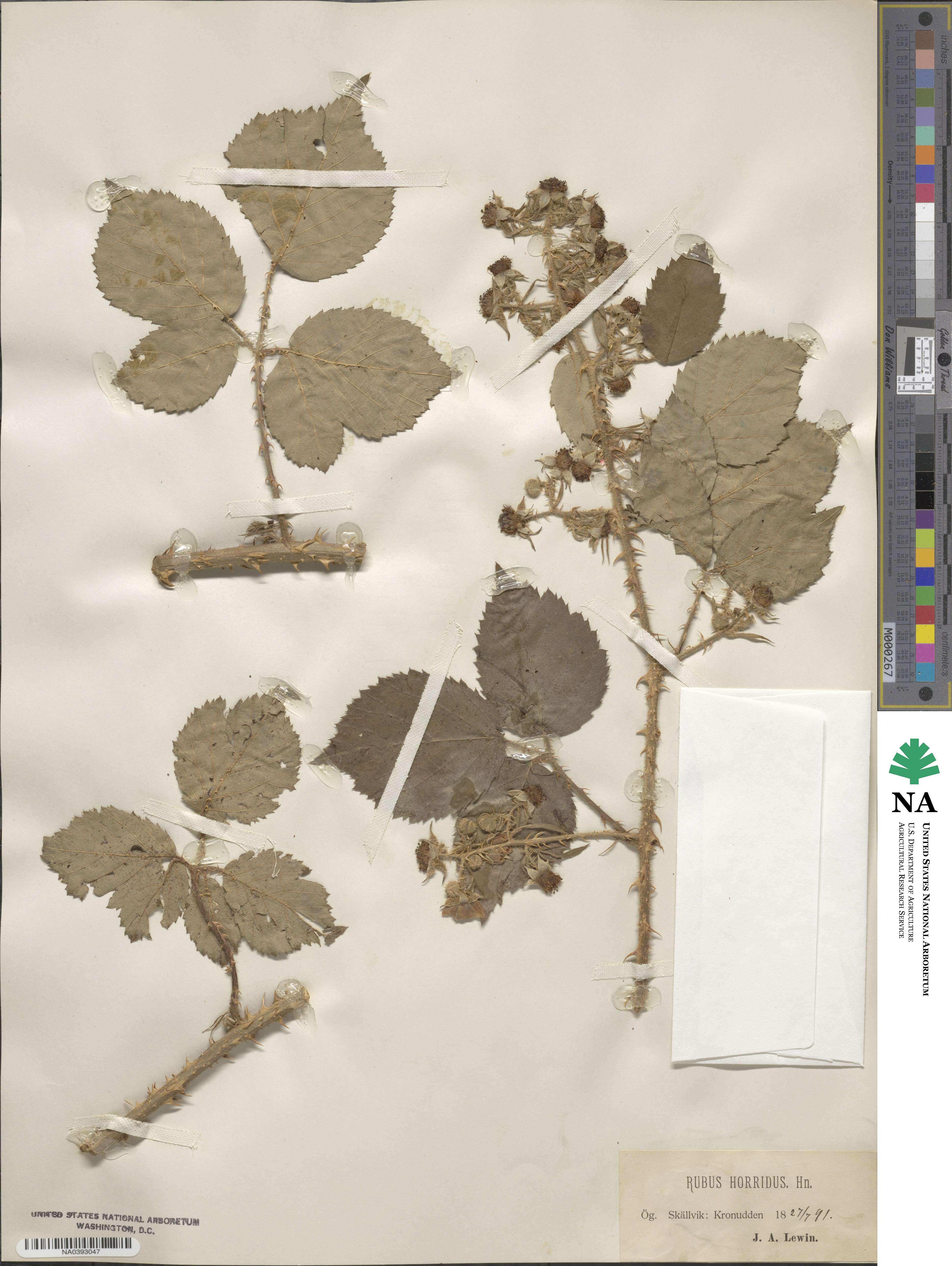 Rubus horridus image