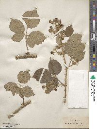 Rubus horridus image