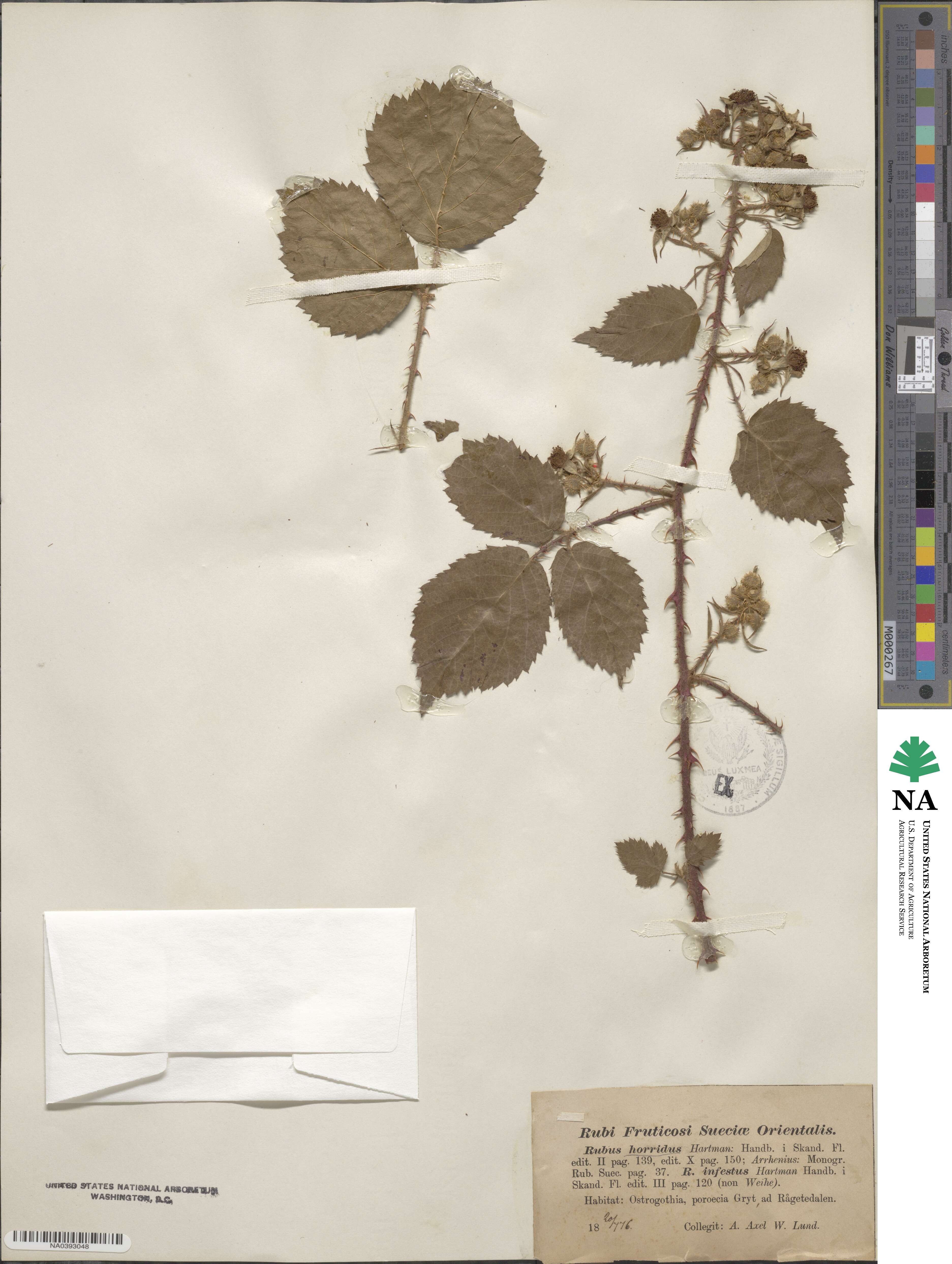 Rubus horridus image