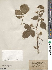 Rubus horridus image