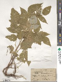 Rubus idaeus image