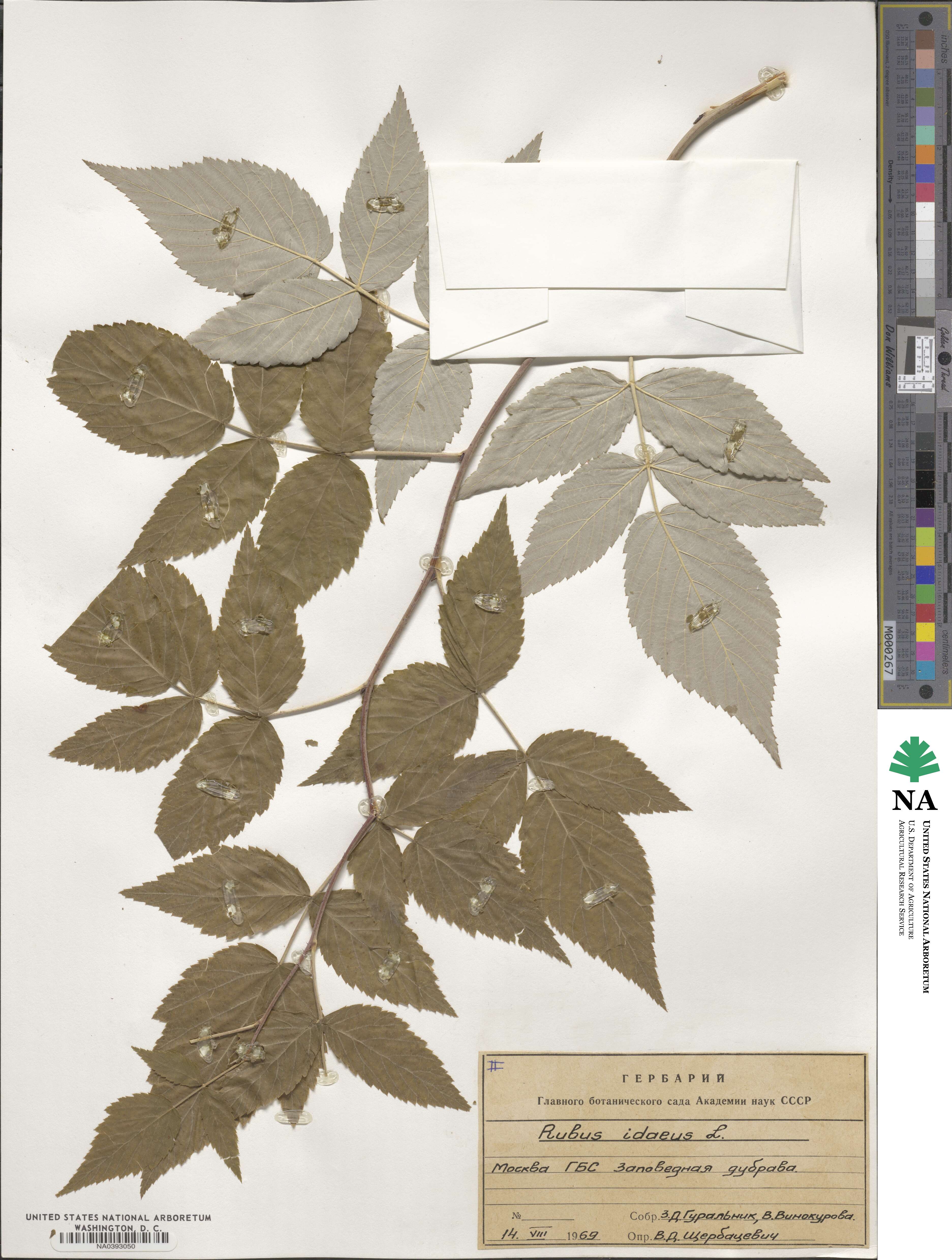 Rubus idaeus image