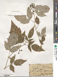 Rubus idaeus image