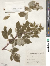 Rubus idaeus image