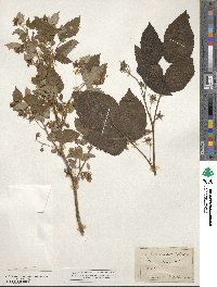 Rubus idaeus image