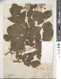 Rubus idaeus image