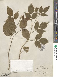 Rubus idaeus image