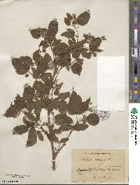 Rubus idaeus image