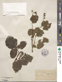 Rubus idaeus image