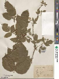 Rubus idaeus image