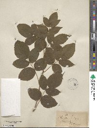 Rubus idaeus image