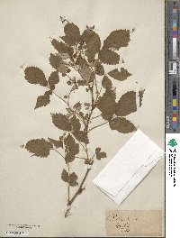 Rubus idaeus image