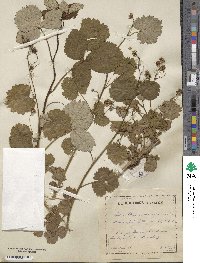 Rubus idaeus image