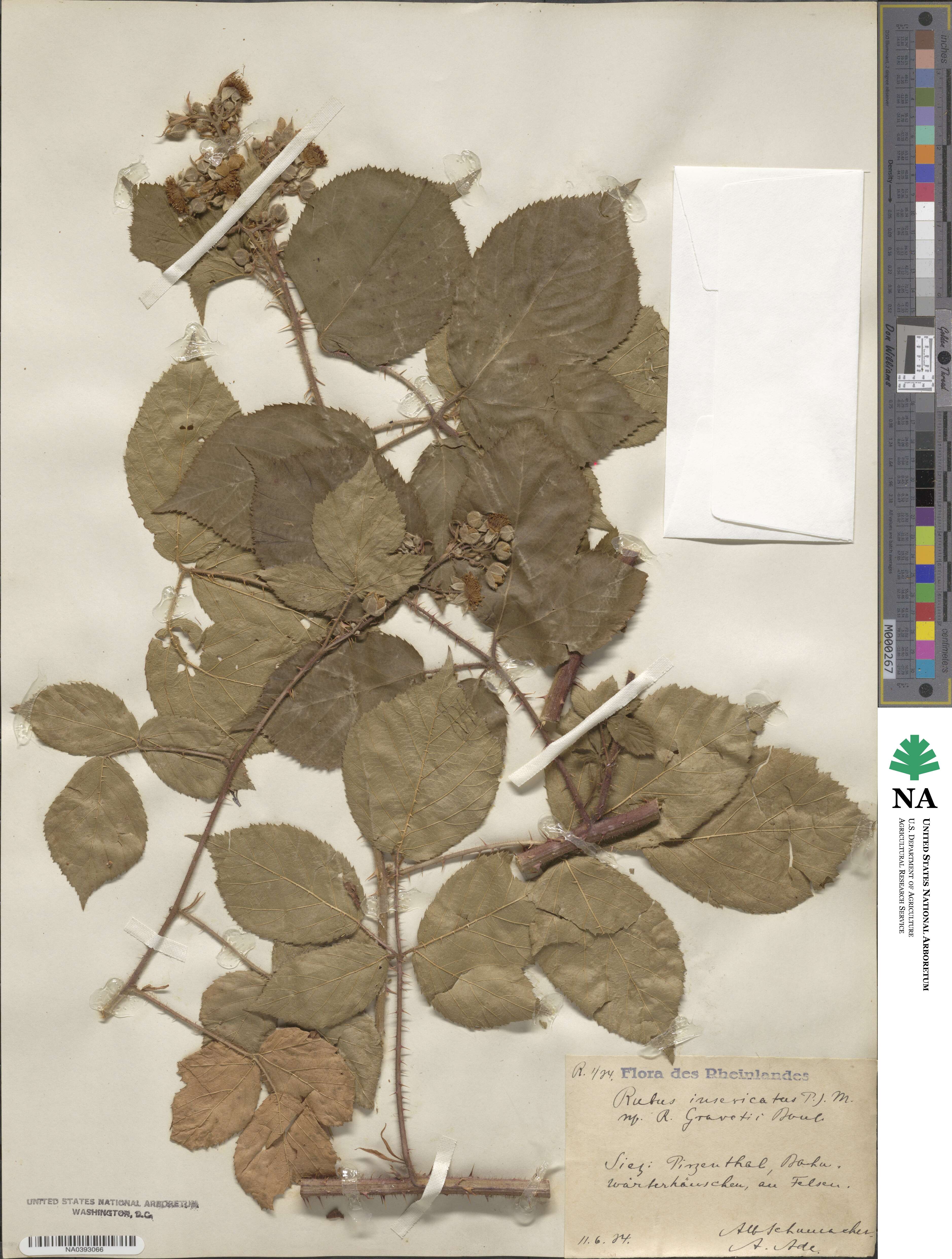 Rubus imbricatus image