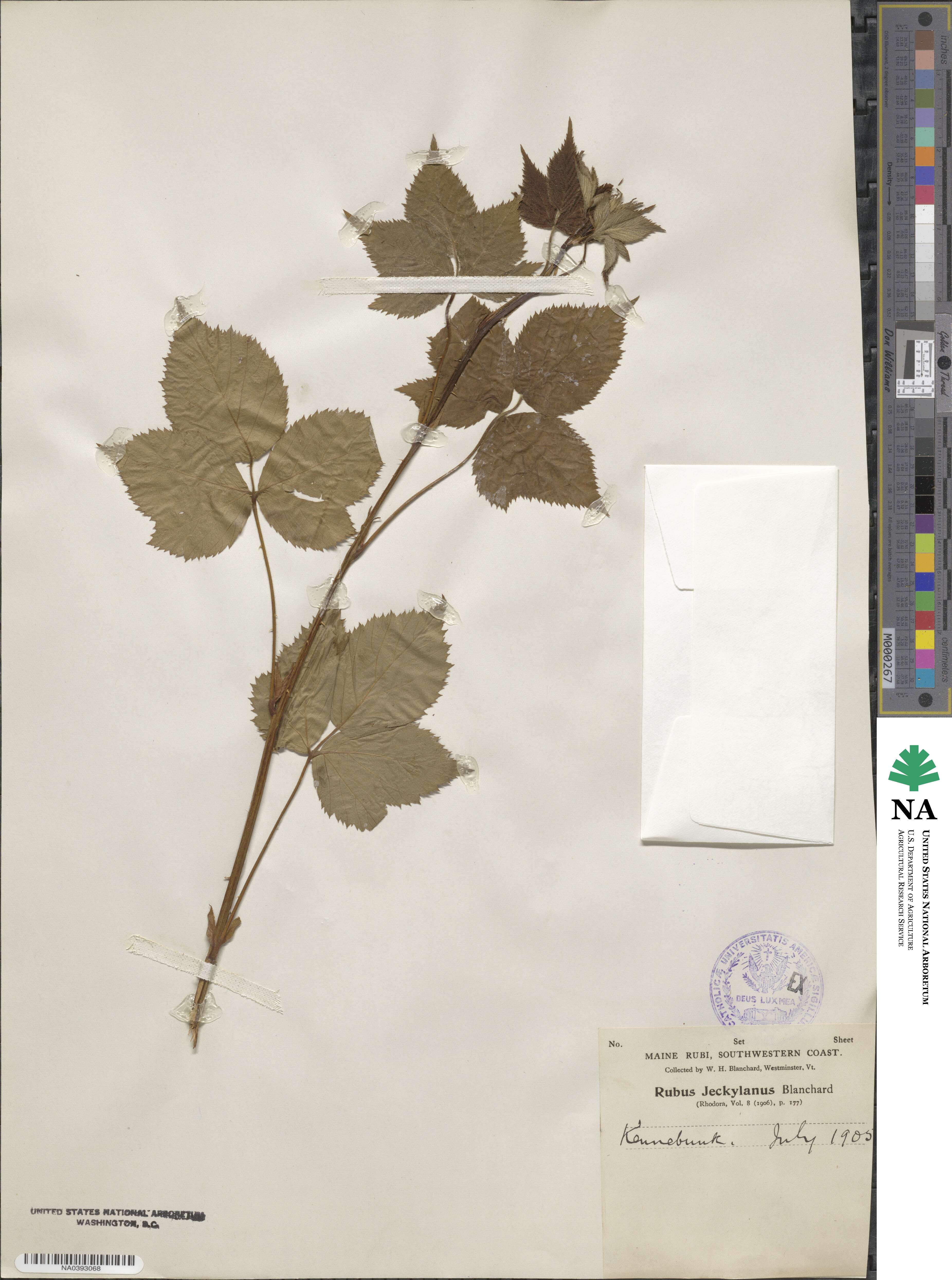 Rubus jeckylanus image