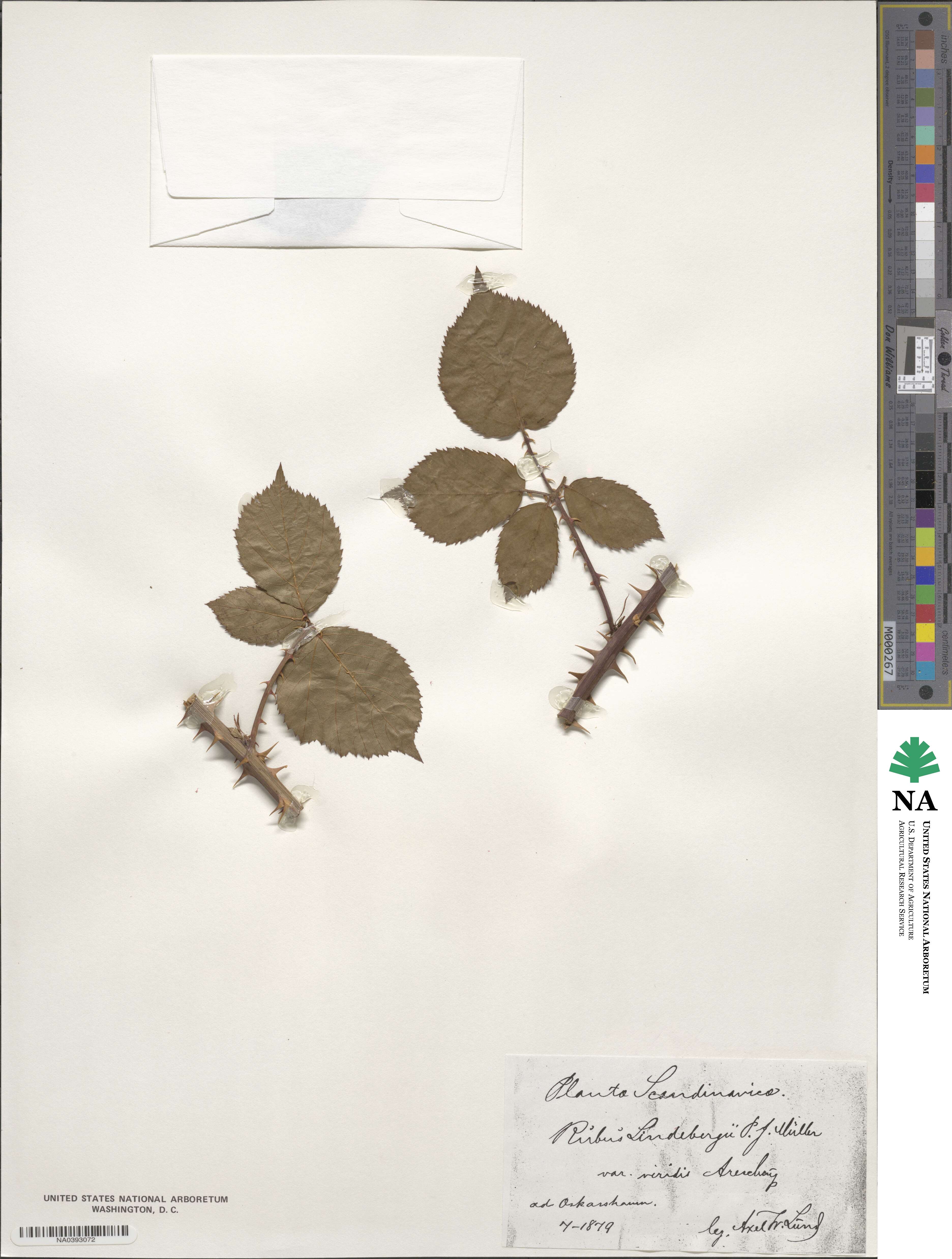 Rubus lindebergii image