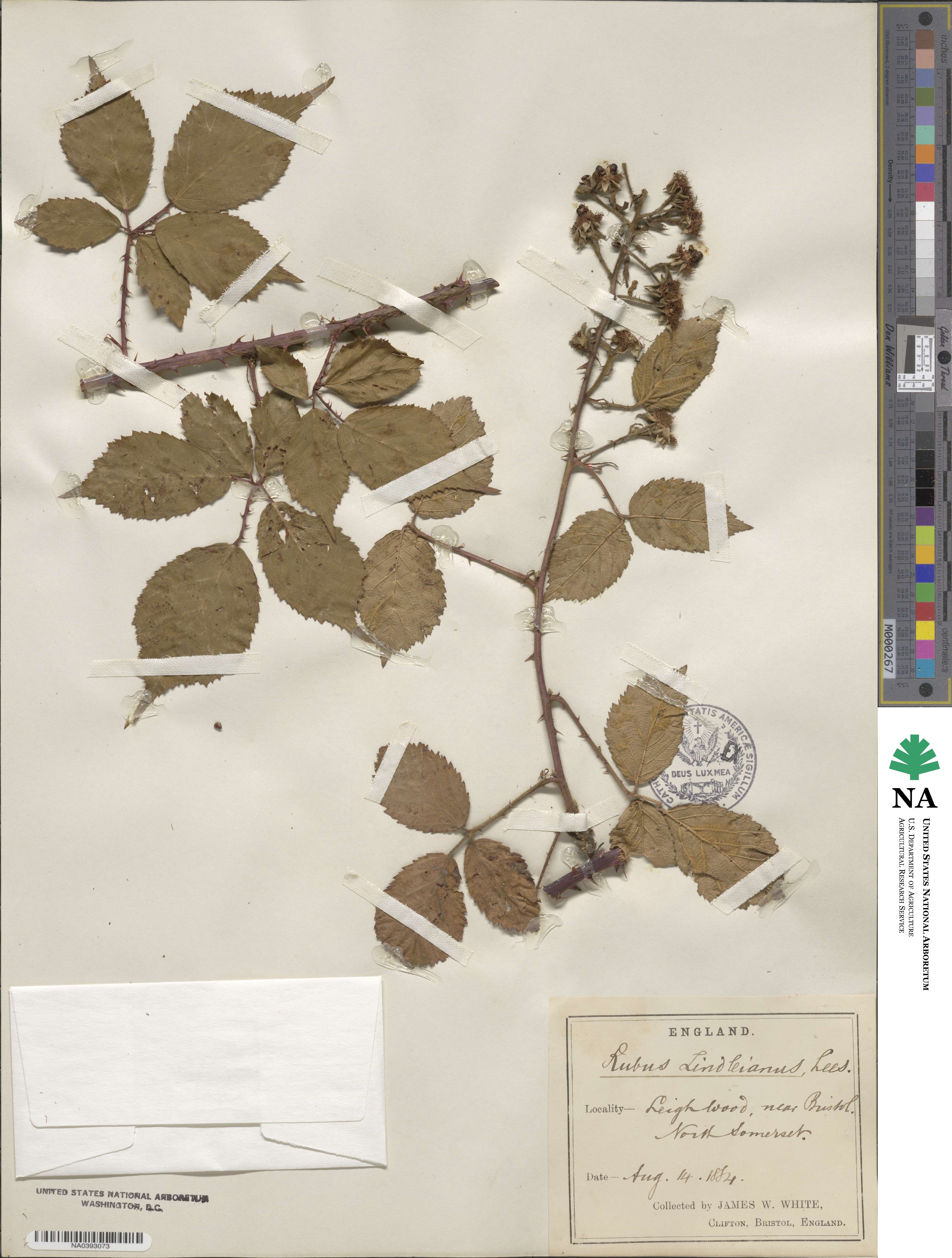 Rubus lindleianus image