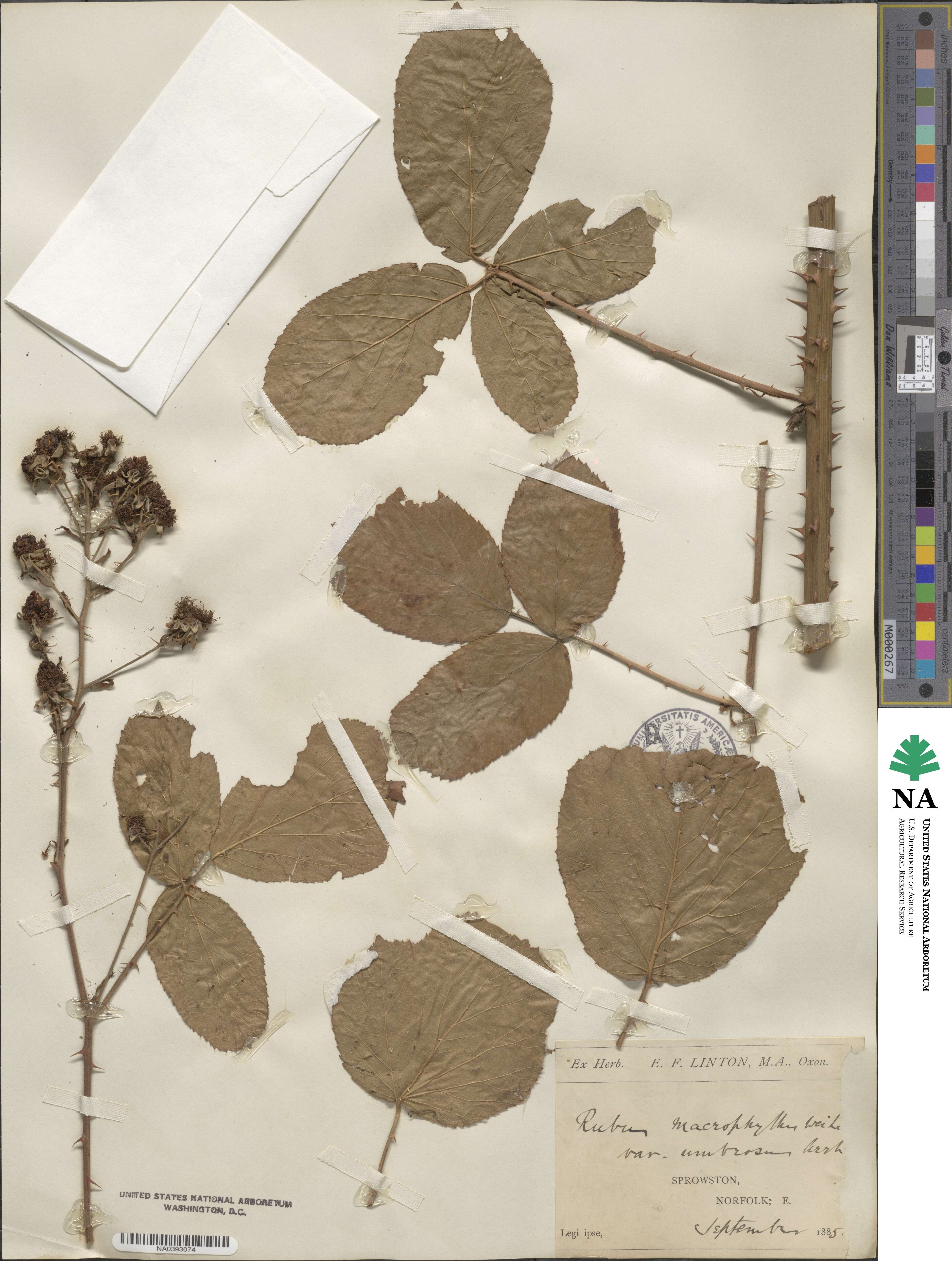 Rubus macrophyllus image