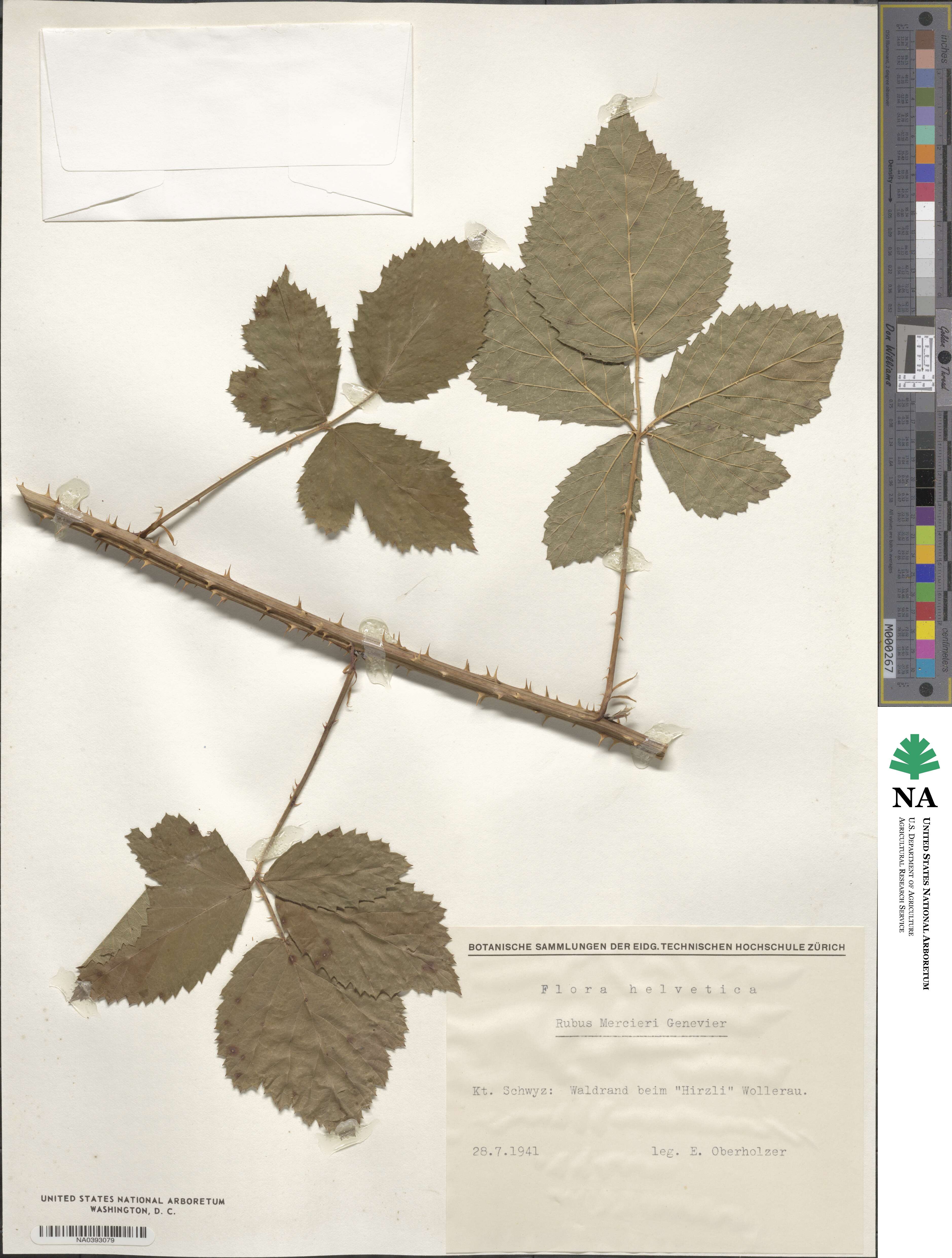 Rubus mercieri image