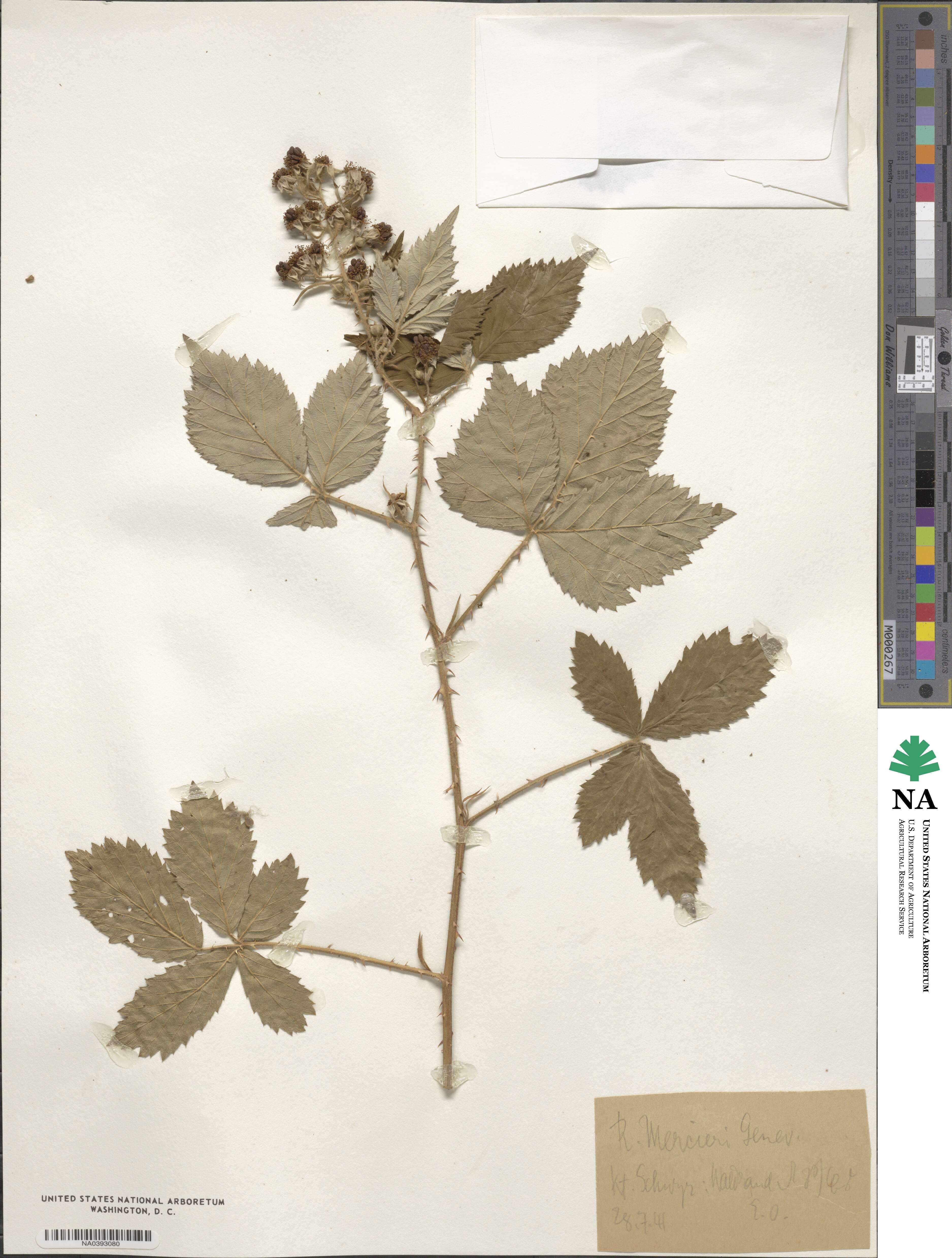 Rubus mercieri image
