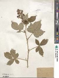 Rubus mercieri image