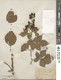 Rubus mercieri image