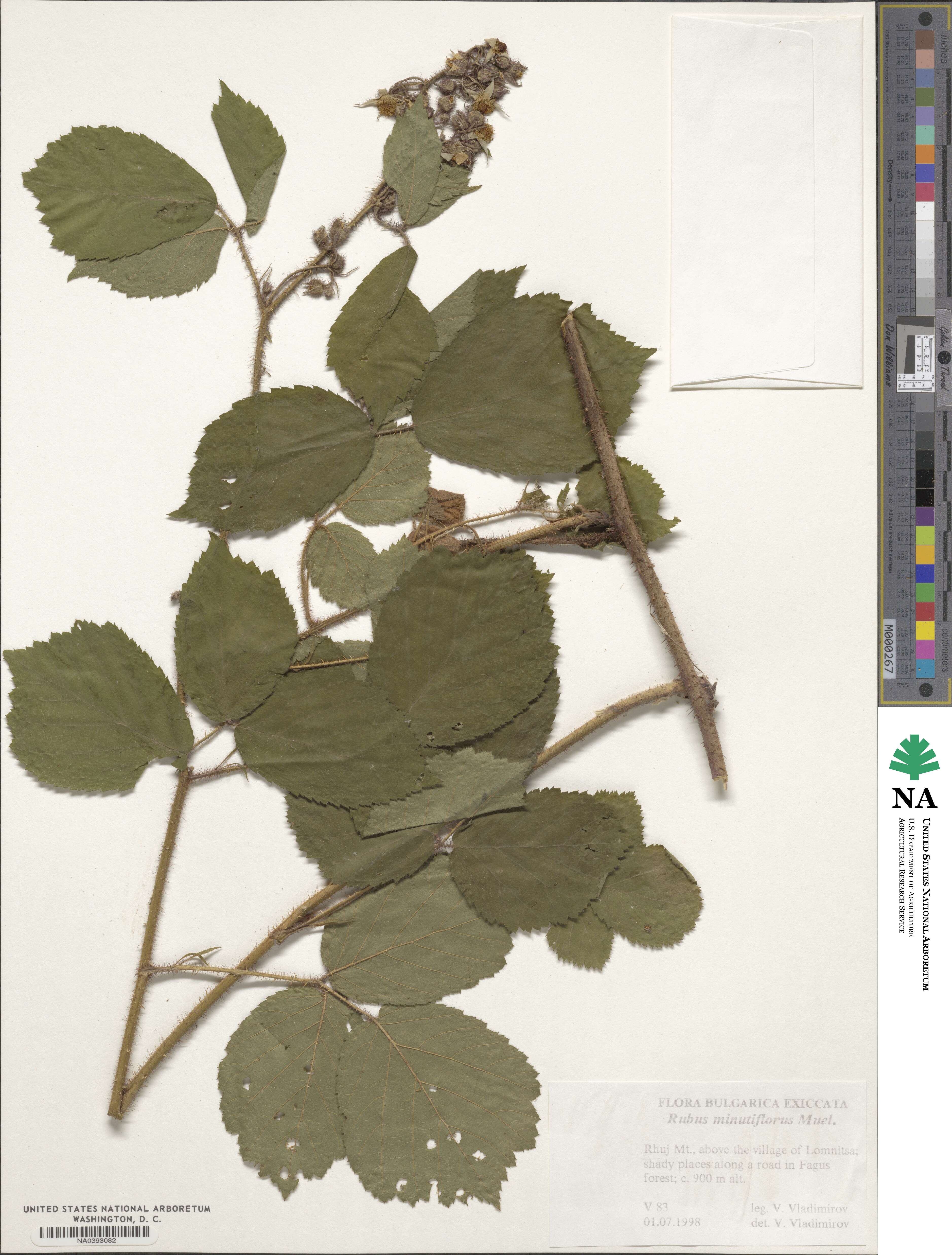 Rubus minutiflorus image