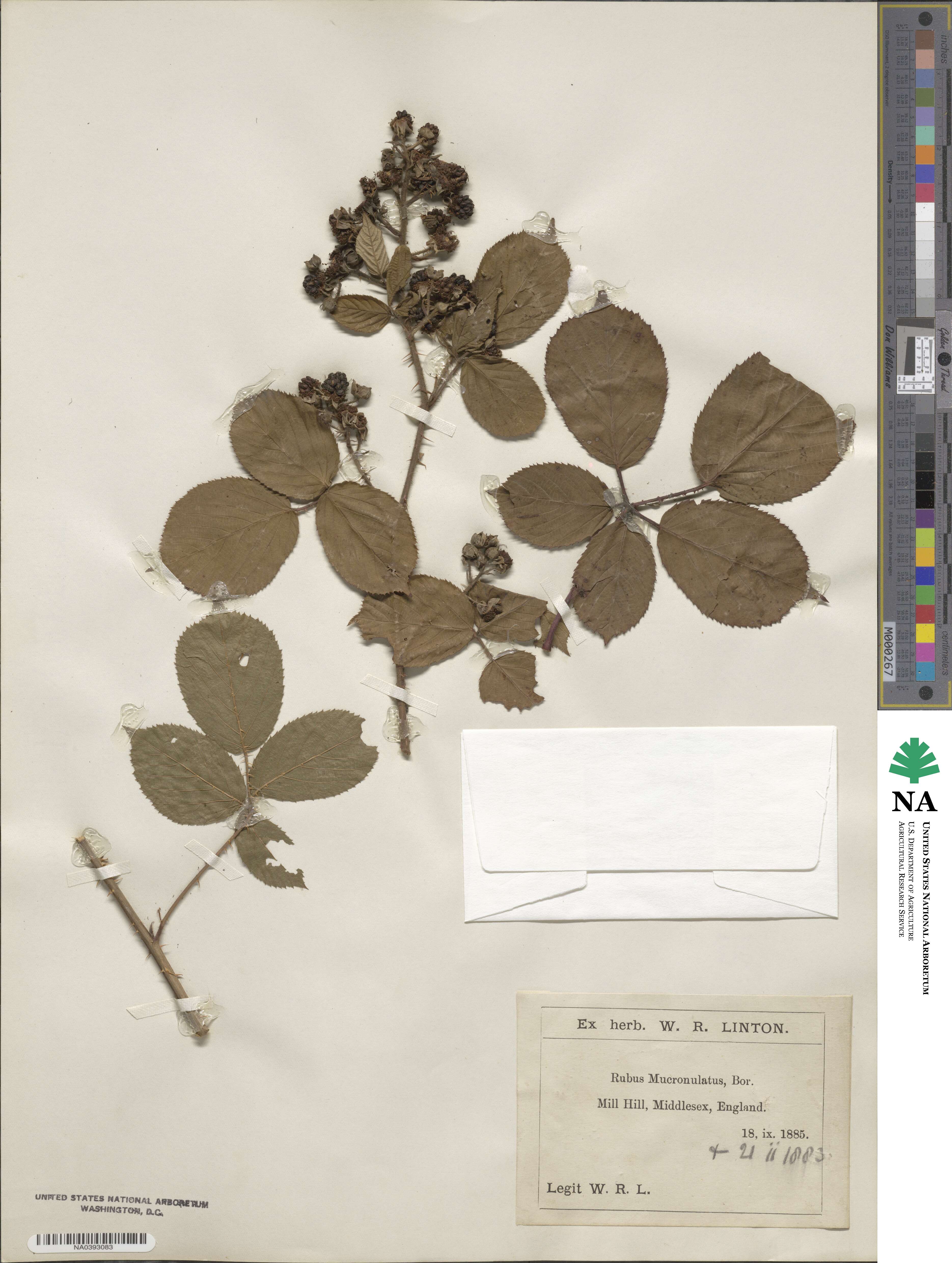 Rubus mucronulatus image