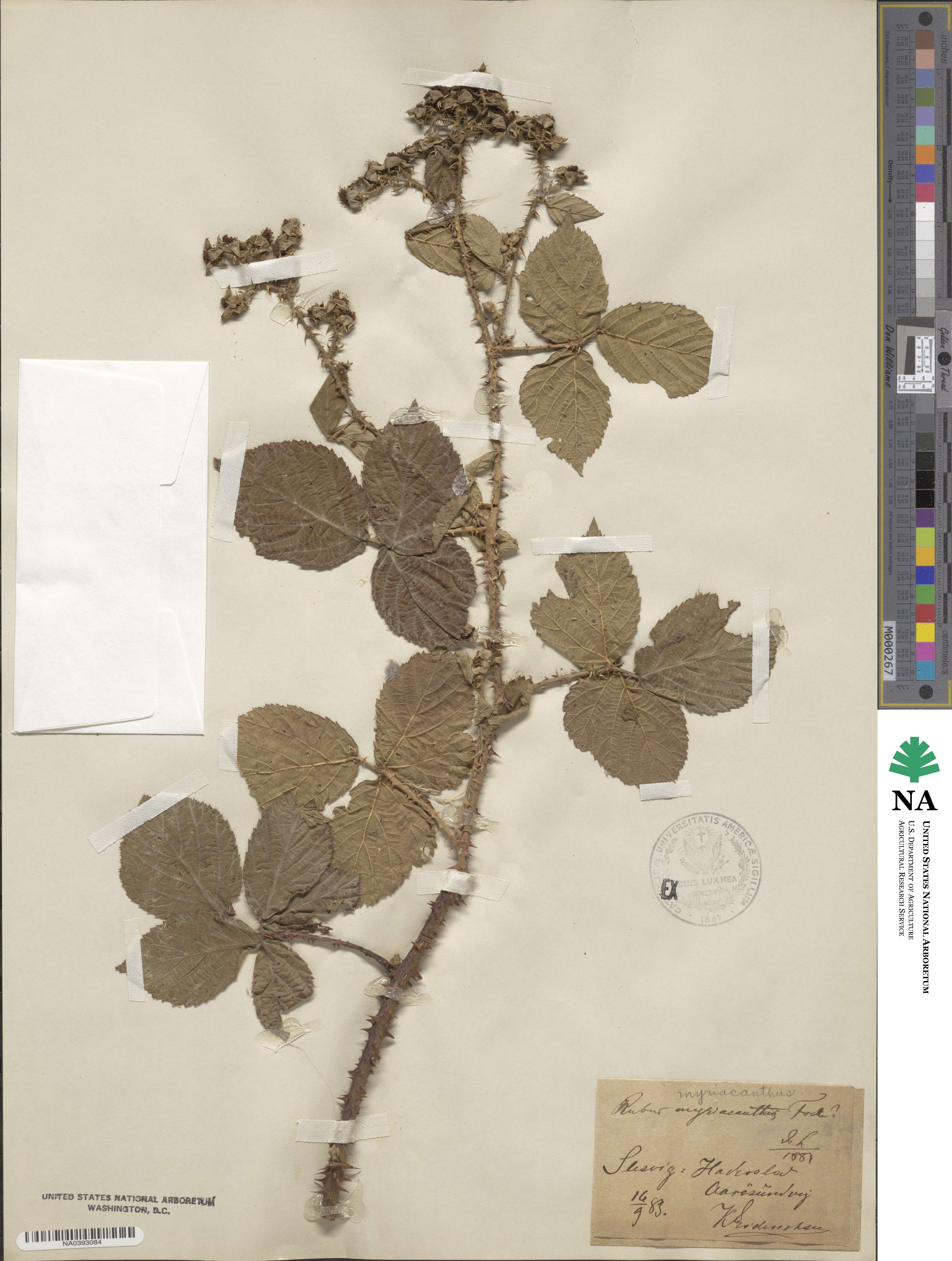 Rubus myriacanthus image