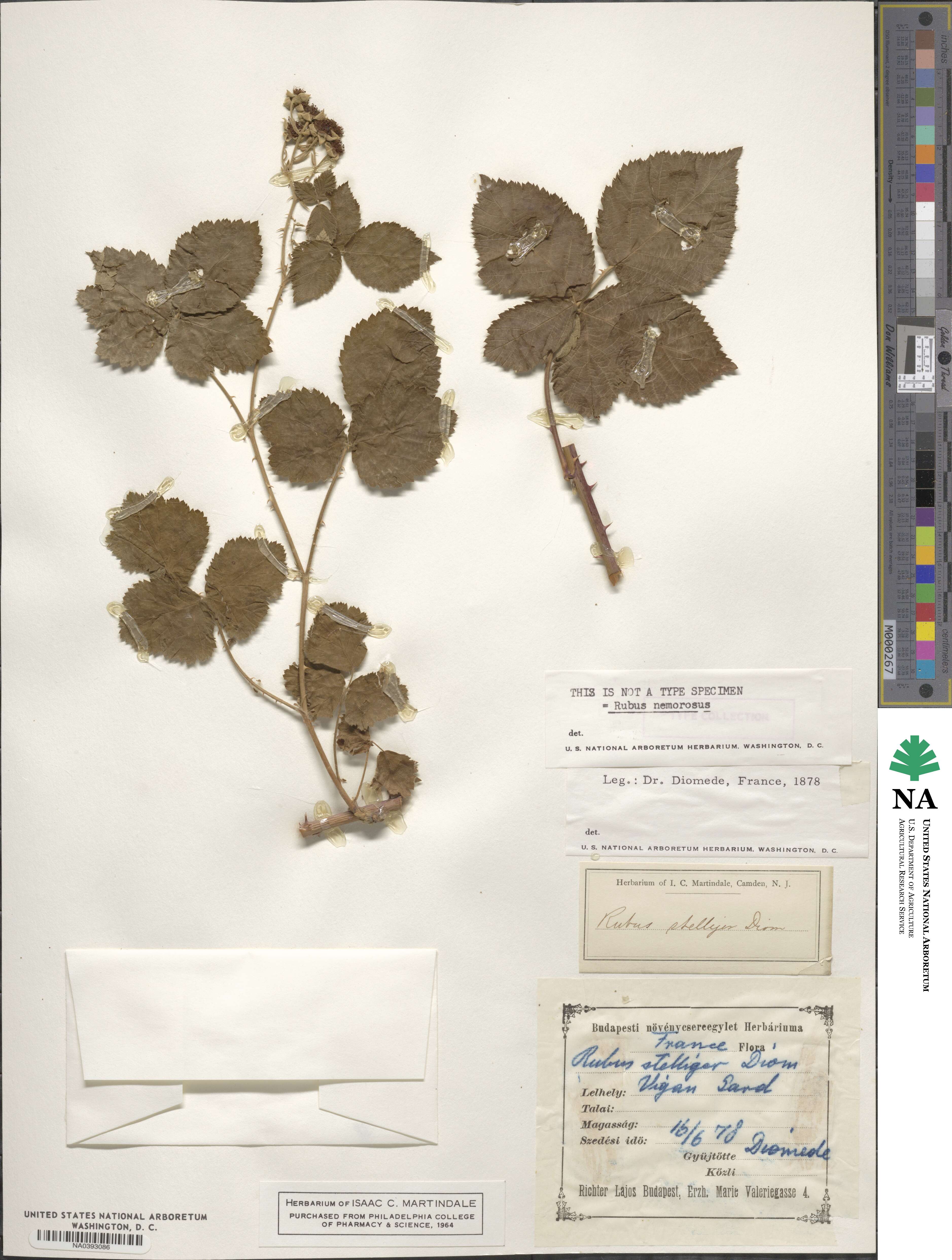 Rubus nemorosus image