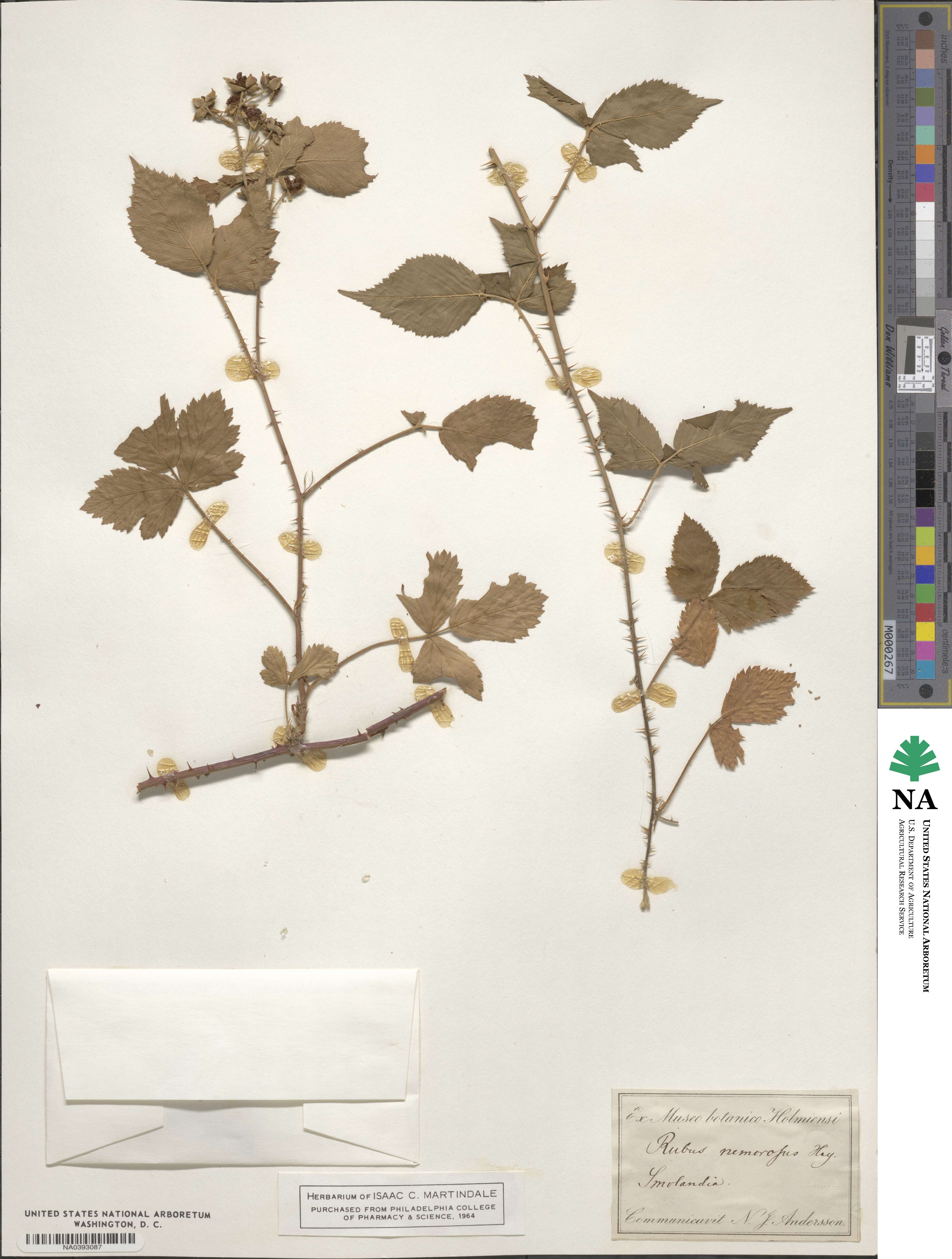 Rubus nemorosus image