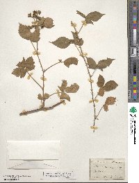 Rubus nemorosus image