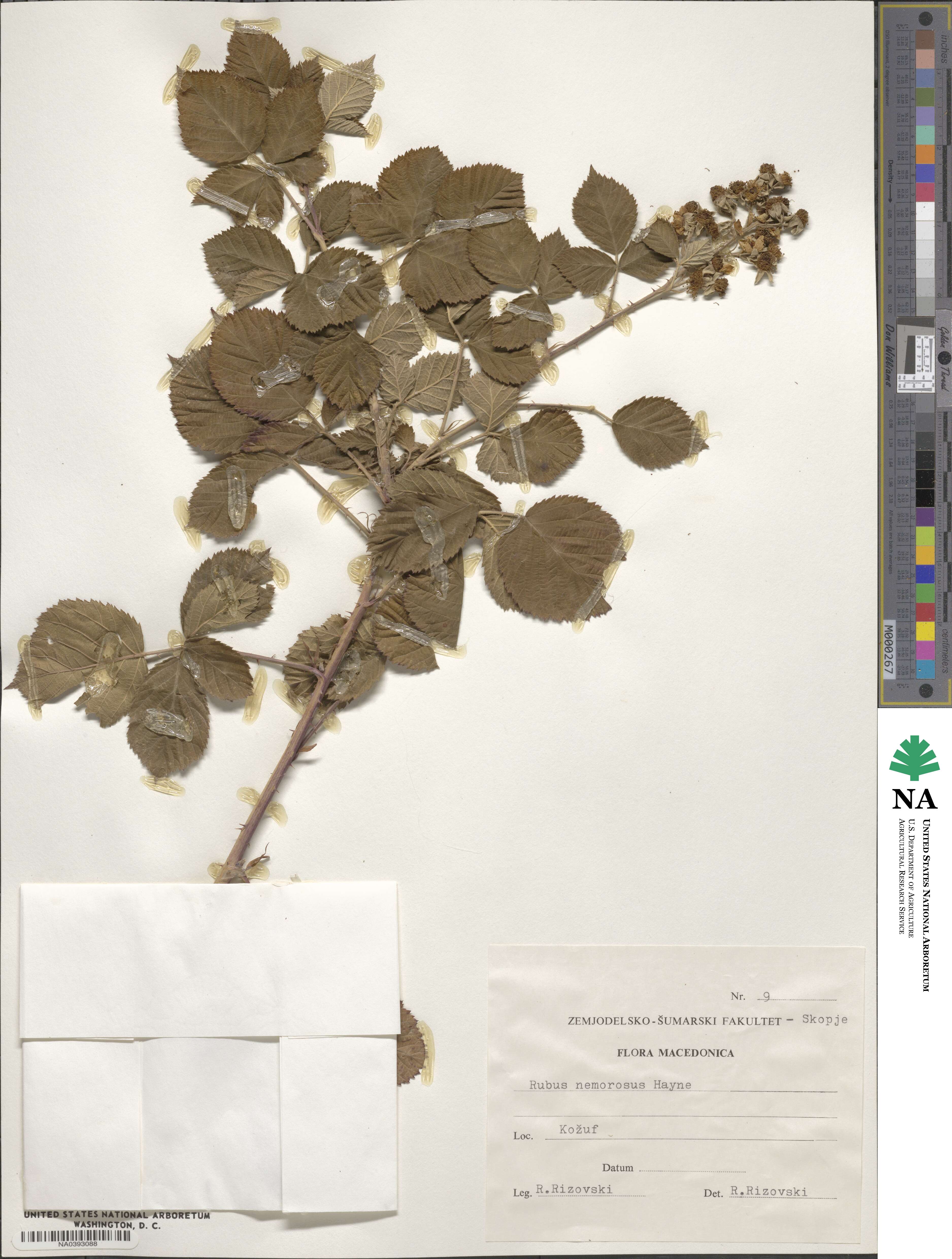 Rubus nemorosus image