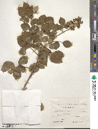 Rubus nemorosus image