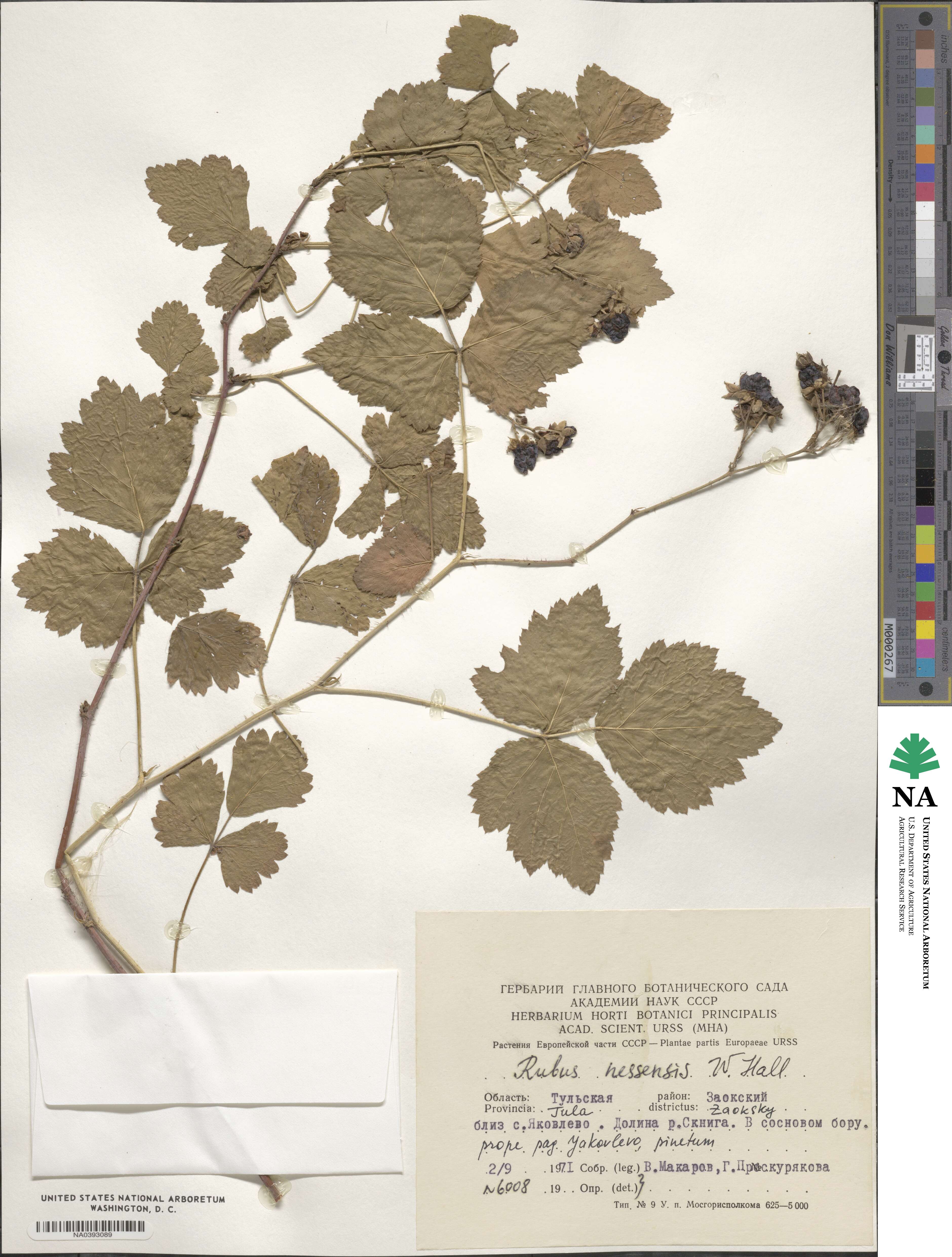 Rubus polonicus image