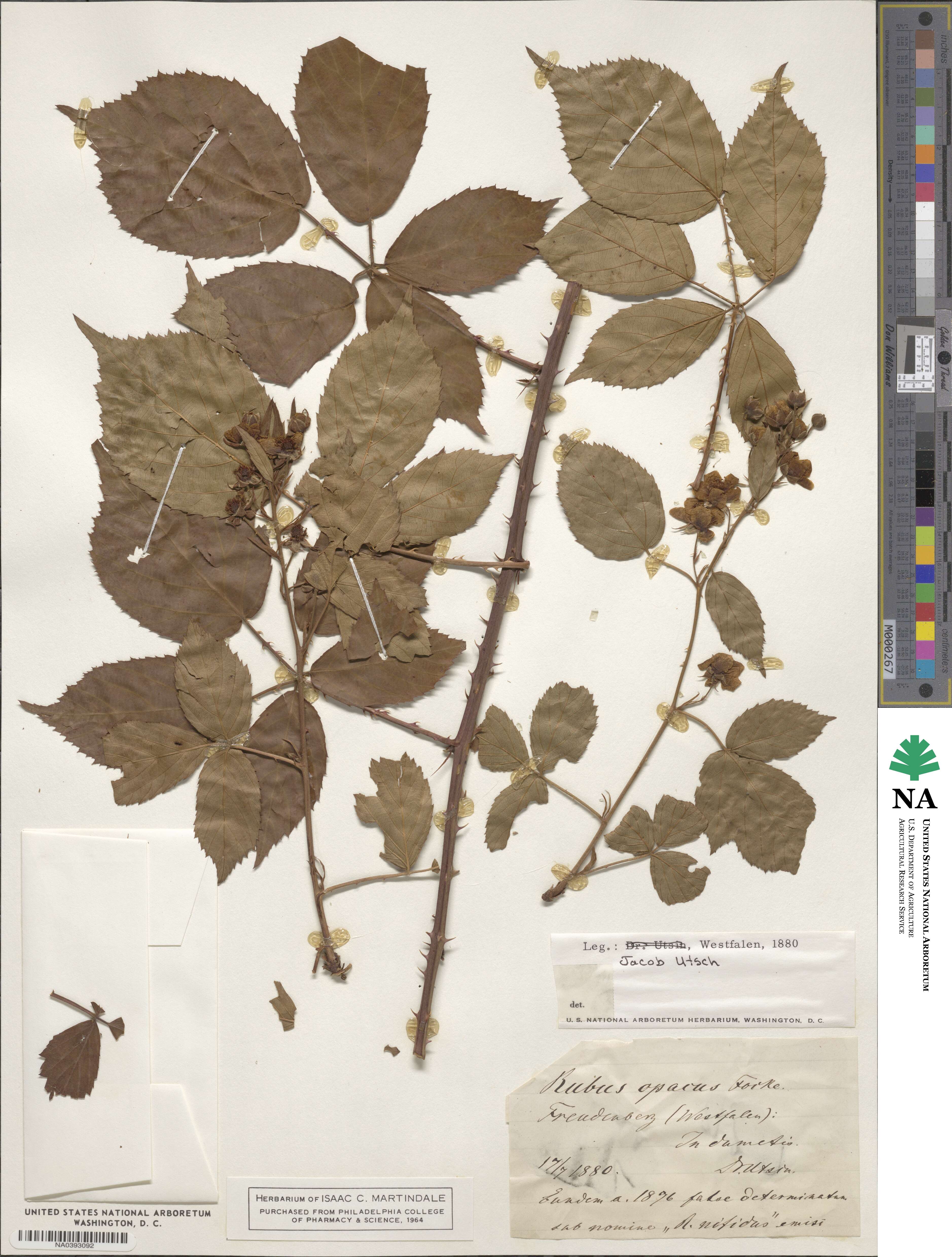 Rubus apogaeus image